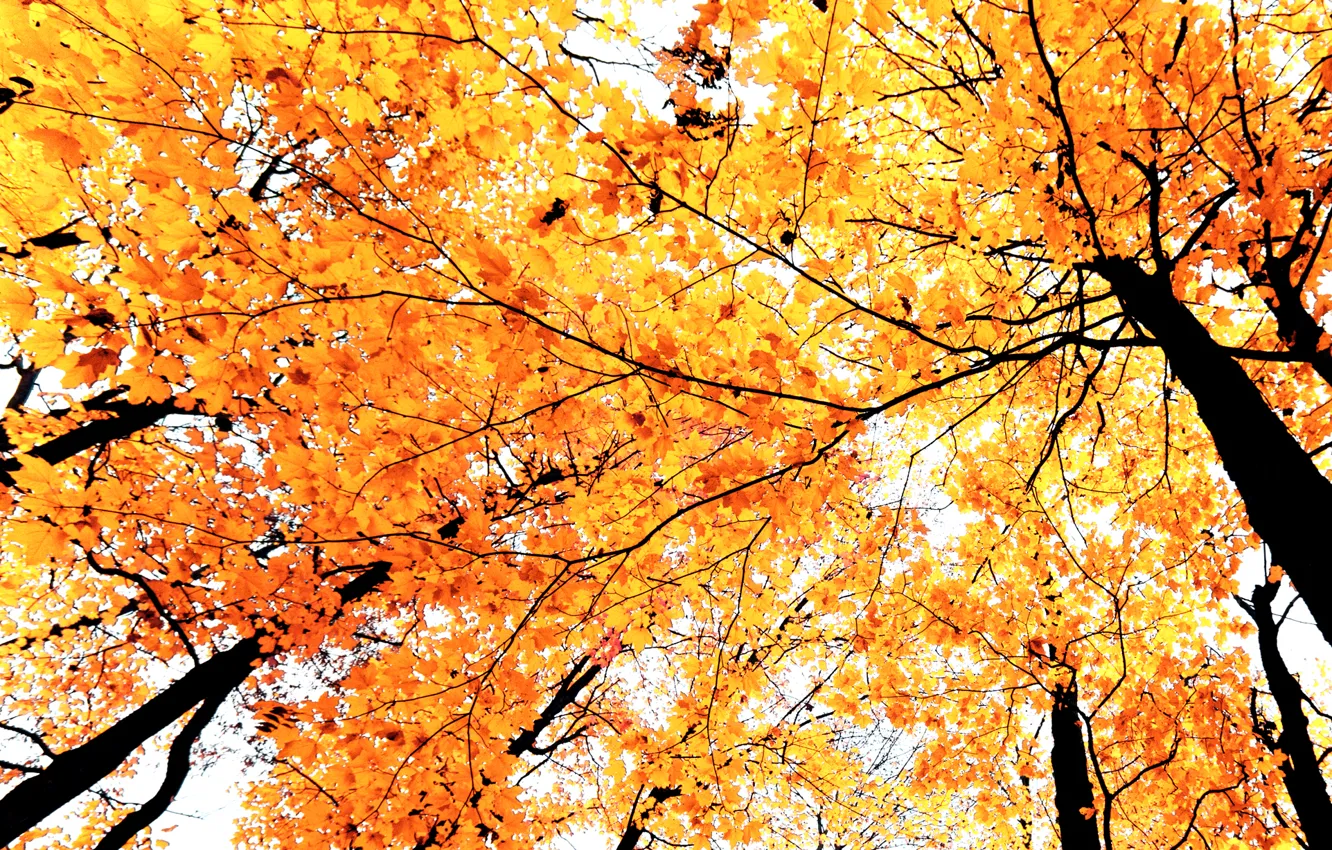 Фото обои осень, листья, деревья, ветки, краски