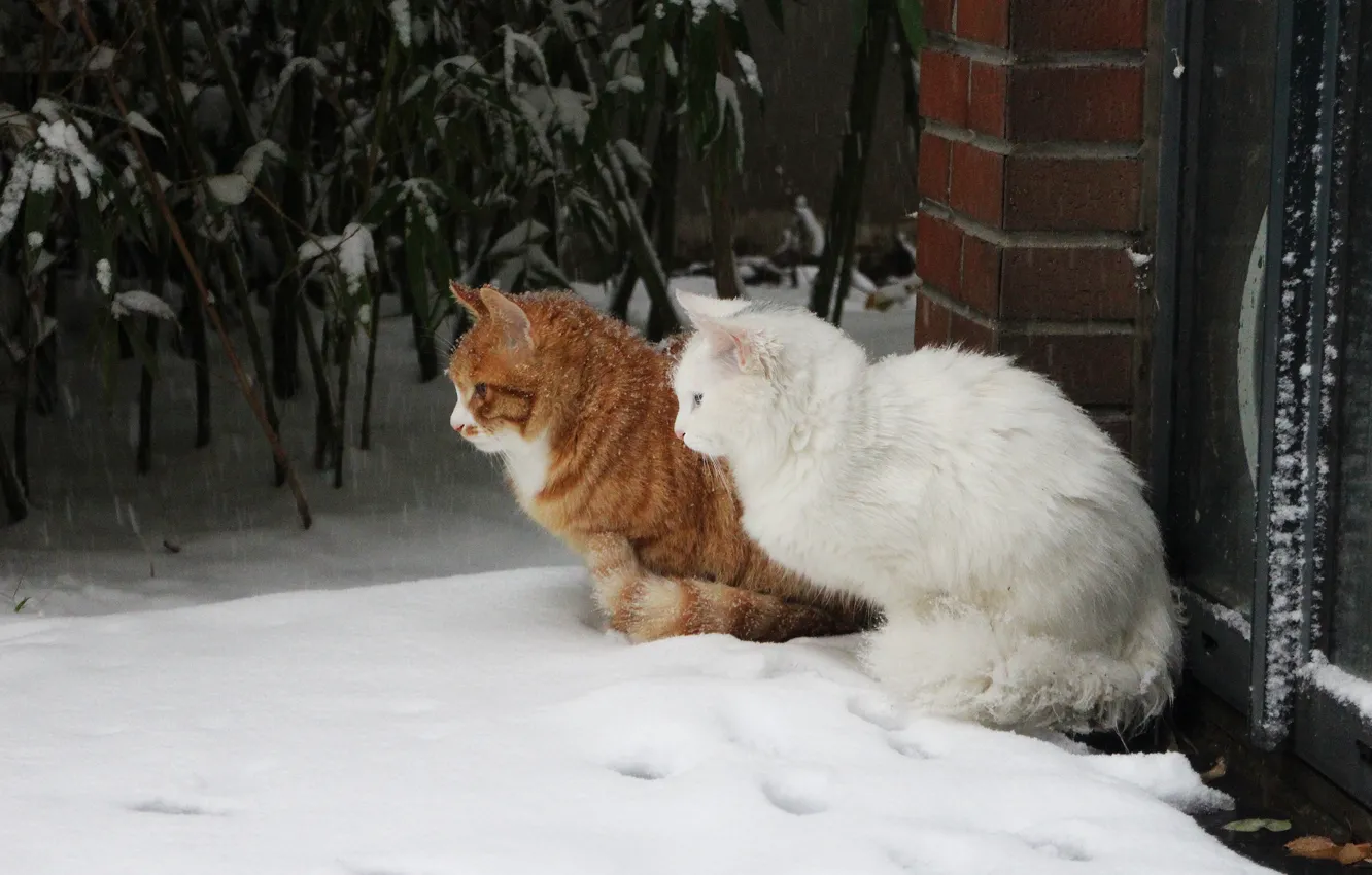 Фото обои зима, кошка, белый, кот, листья, снег, кошки, дом