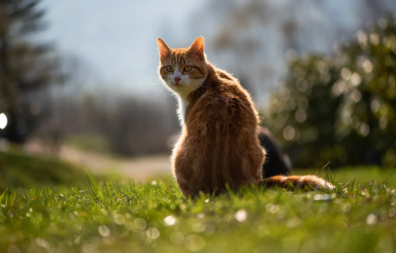 Фото обои кошка, лето, трава, кот, взгляд, свет, природа, поза