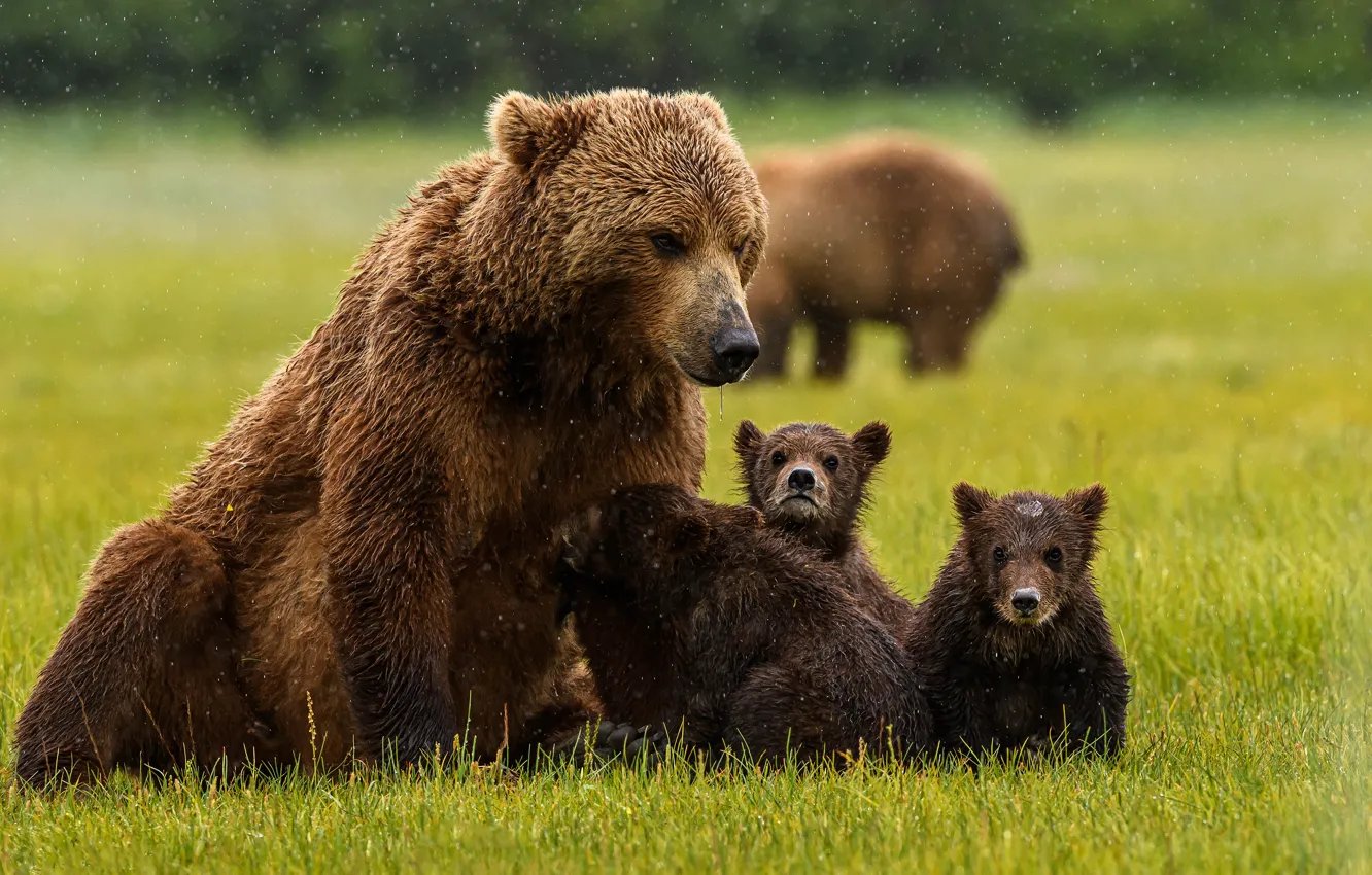 Фото обои трава, медведь, медведи, медвежата, семейство, медведица