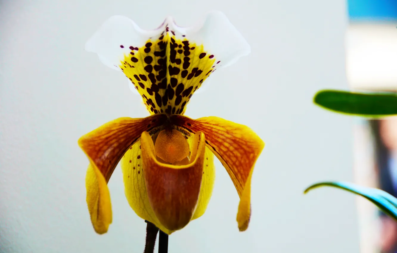 Фото обои Holland, Keukenhof, Niederlande, Orchidee