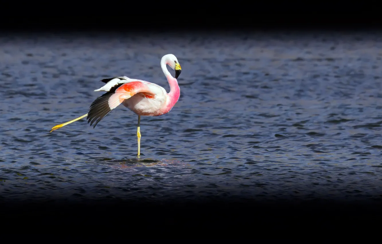 Фото обои озеро, птица, фламинго