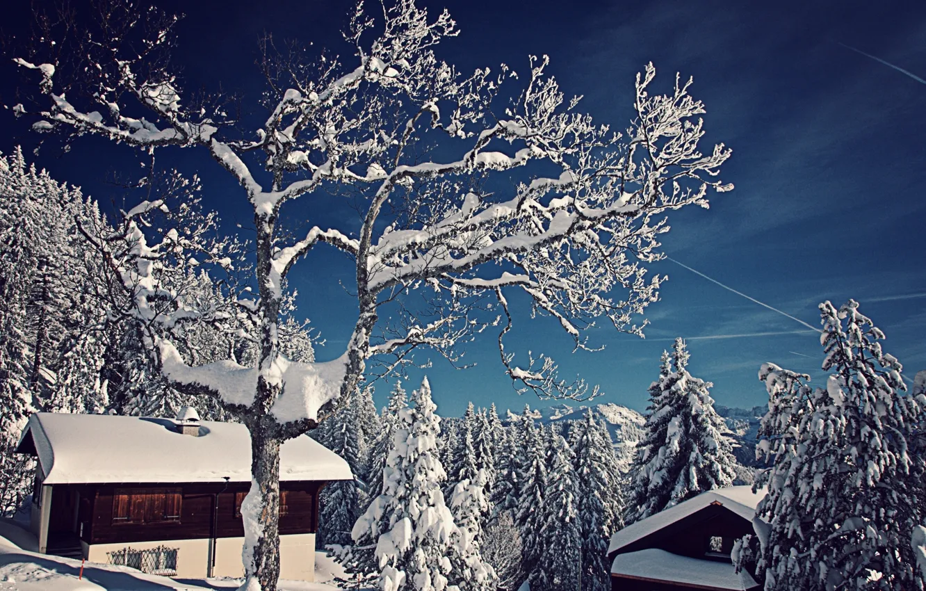 Фото обои зима, снег, деревья, природа, Швейцария, ели, домики, Switzerland