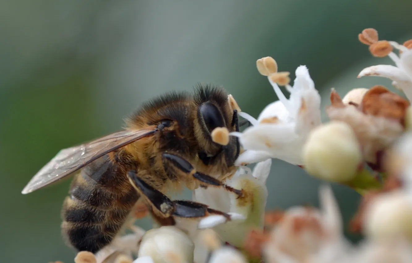 Фото обои макро, цветы, природа, пчела, насекомое