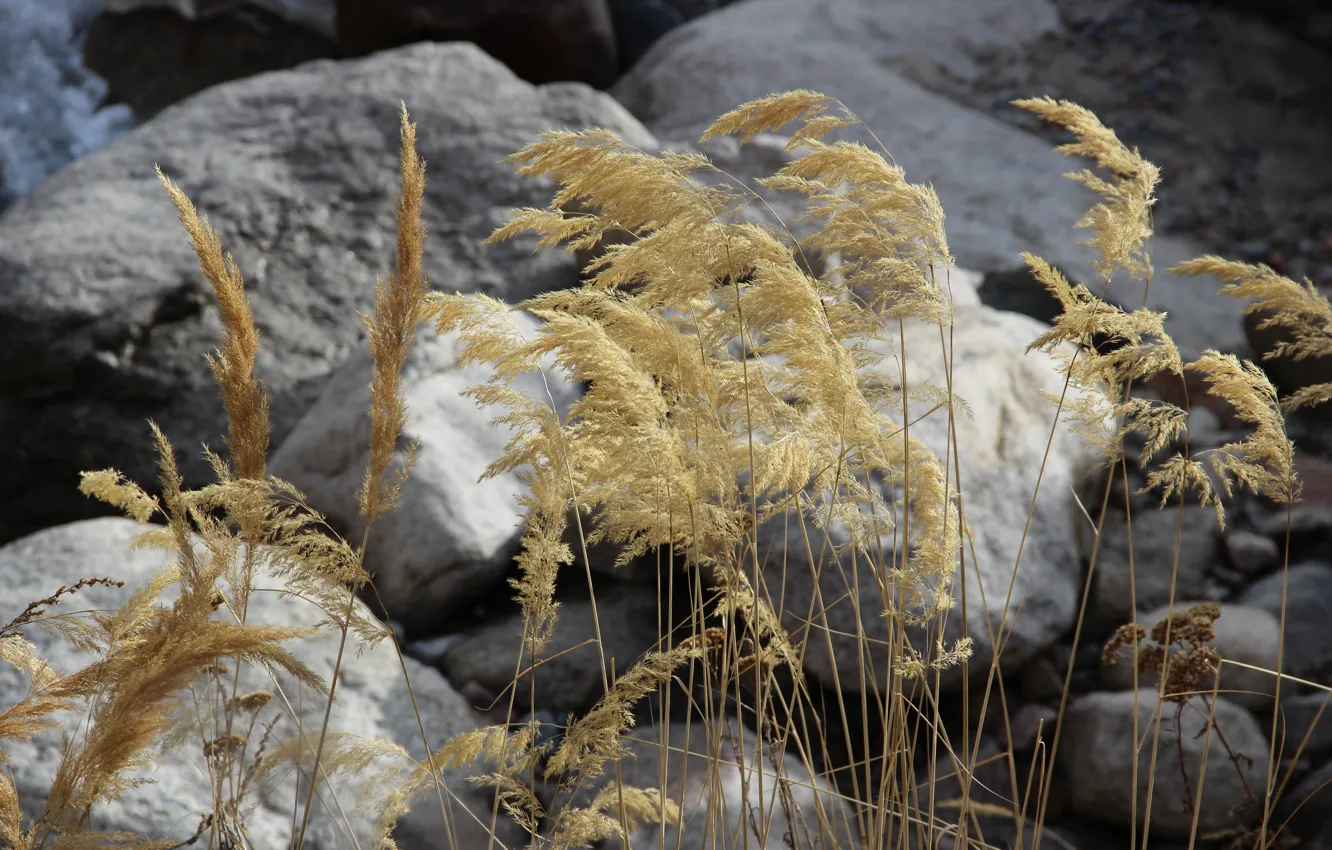 Фото обои осень, макро, камни, сухая трава