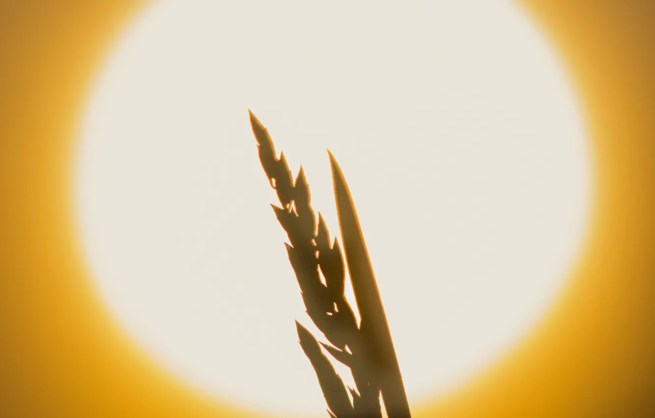 Фото обои солнце, закат, растение, колос, силуэт, диск