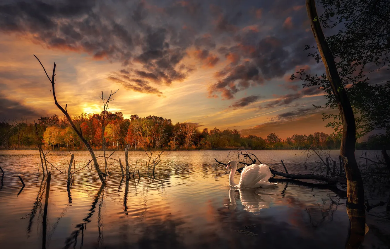 Фото обои осень, лес, пейзаж, природа, озеро, птица, берег, лебедь