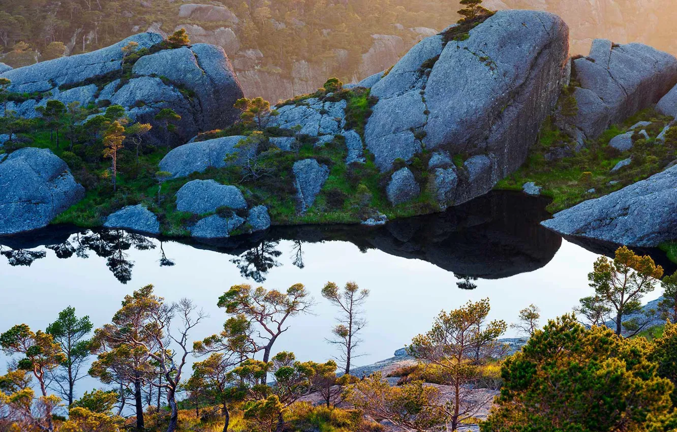Фото обои Норвегия, Согн-ог-Фьюране, шотландские сосны, остров Сула