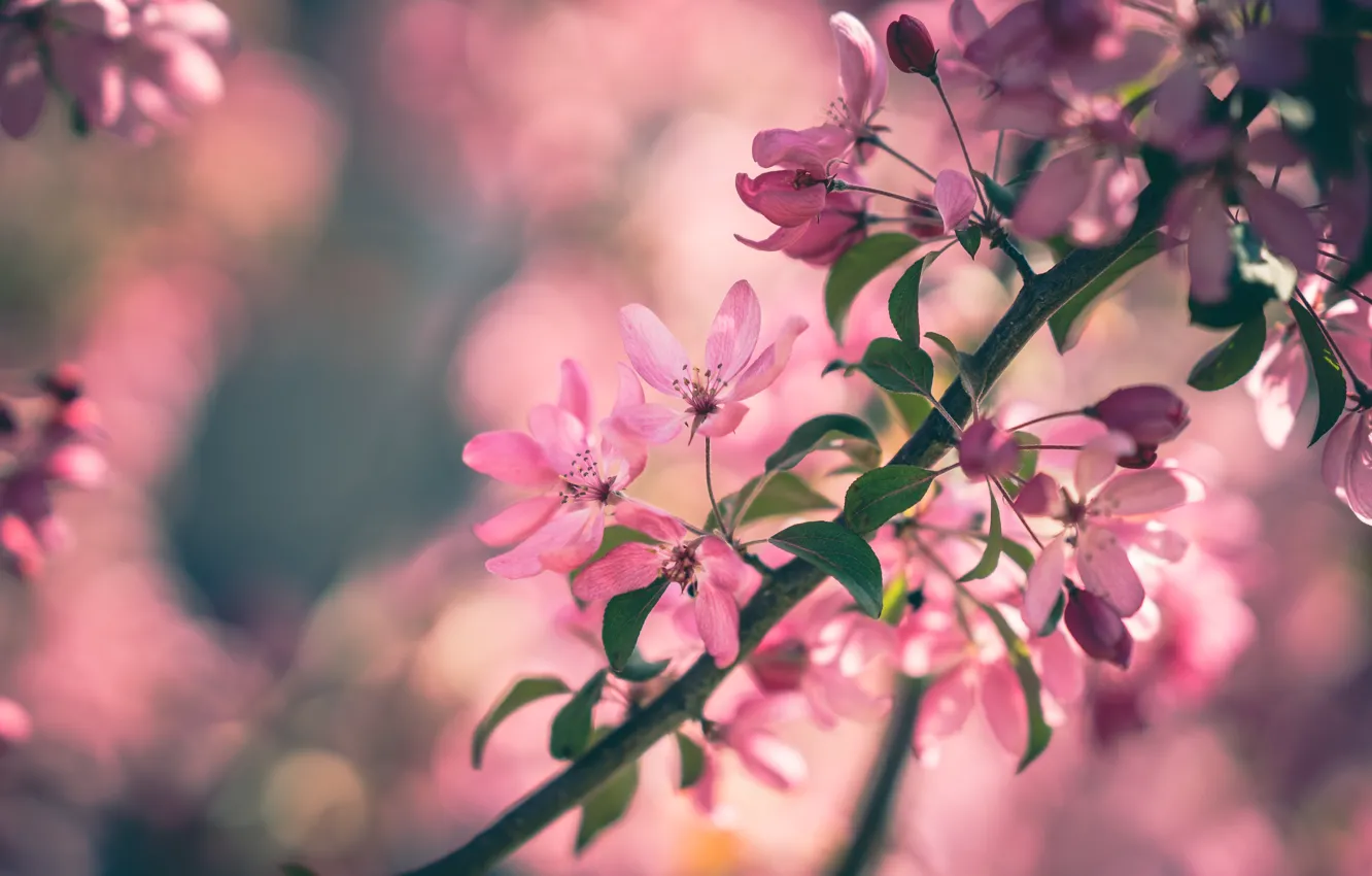 Фото обои листья, цветы, ветки, фон, настроение, красота, весна, розовые