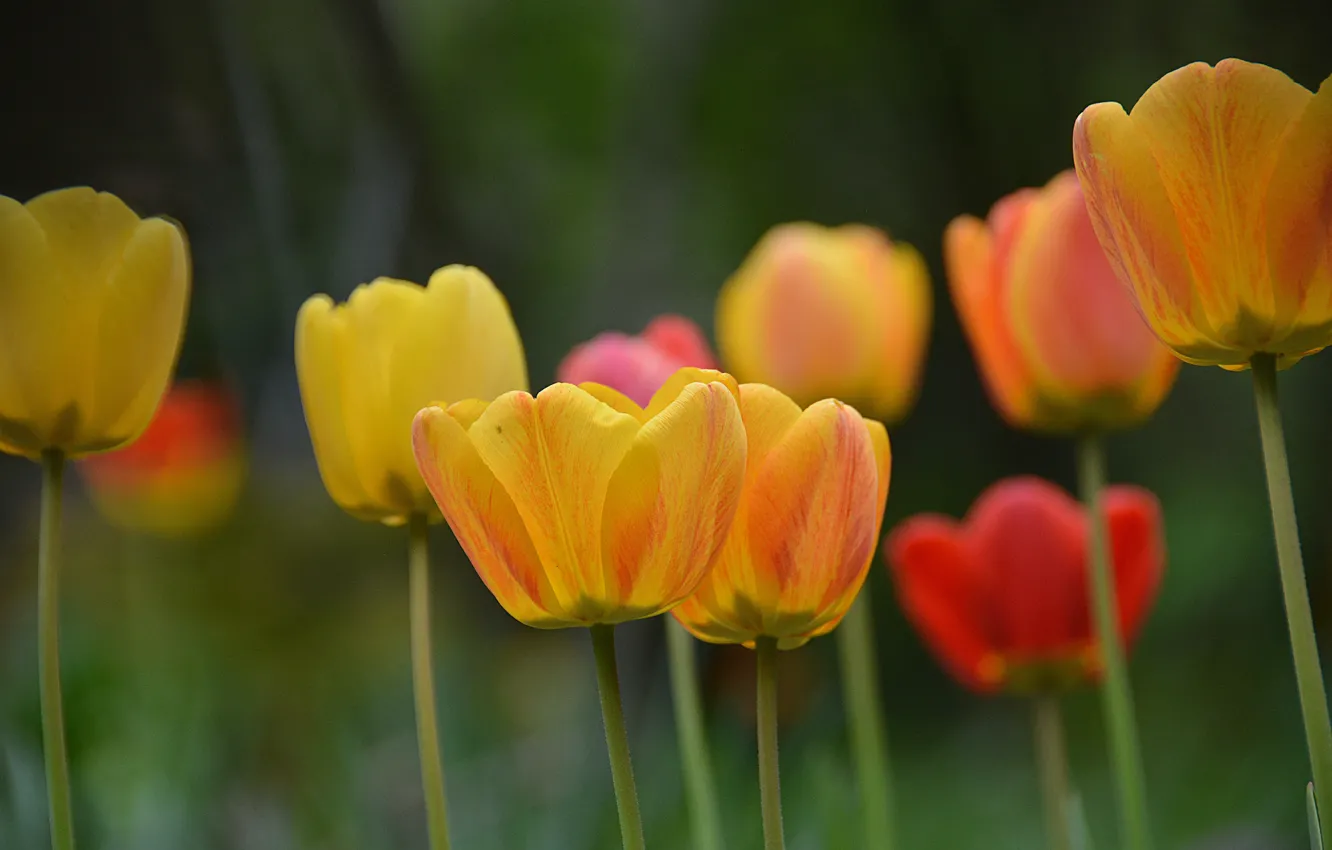 Фото обои Весна, Тюльпаны, Spring, желтые тюльпаны, Tulips, Yellow tulips