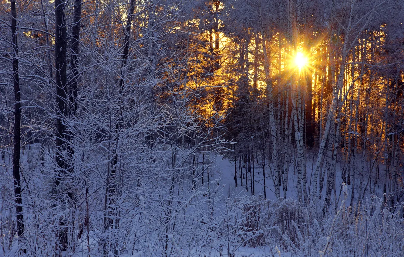 Фото обои зима, иней, лес, солнце, лучи, березы
