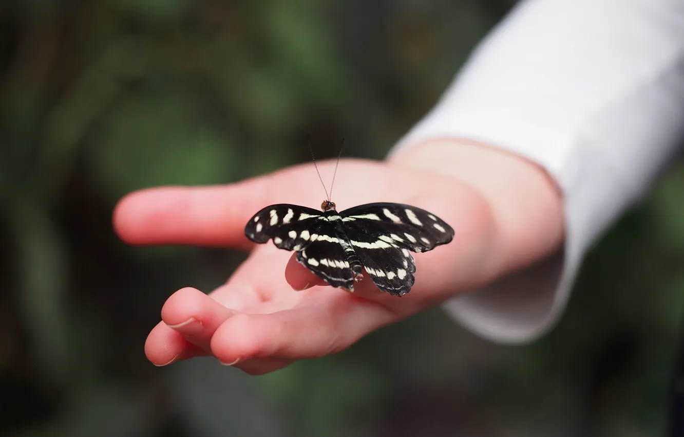 Фото обои бабочка, рука, крылья, насекомое, пальцы