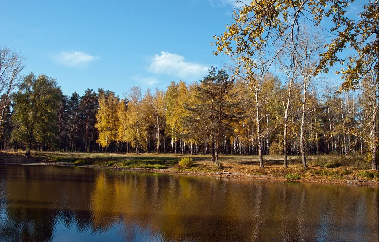Фото обои осень, лес, озеро, голубое небо, легкие облака