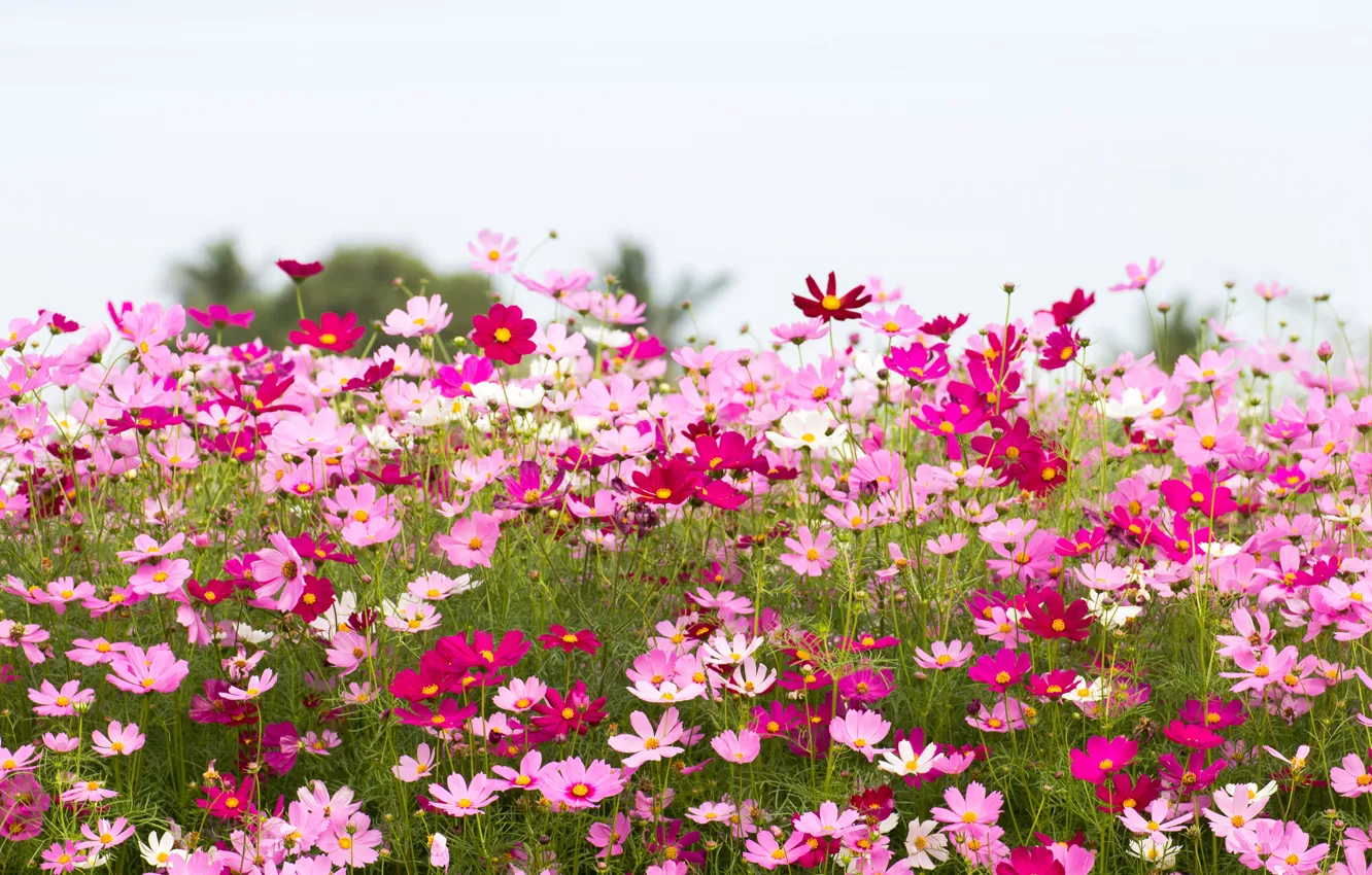 Фото обои поле, лето, небо, цветы, summer, розовые, field, pink
