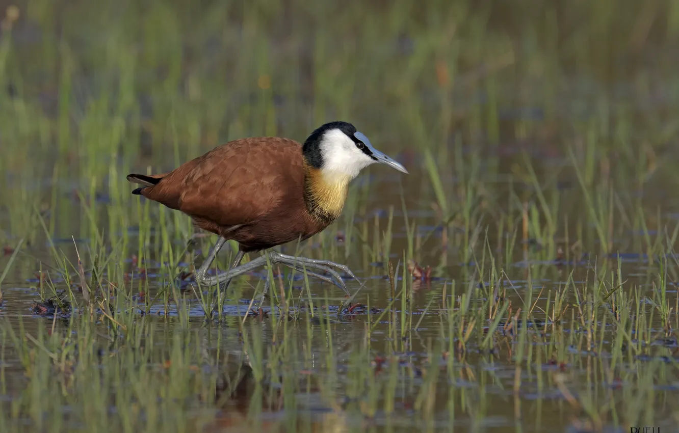 Фото обои природа, птица, DUELL ©