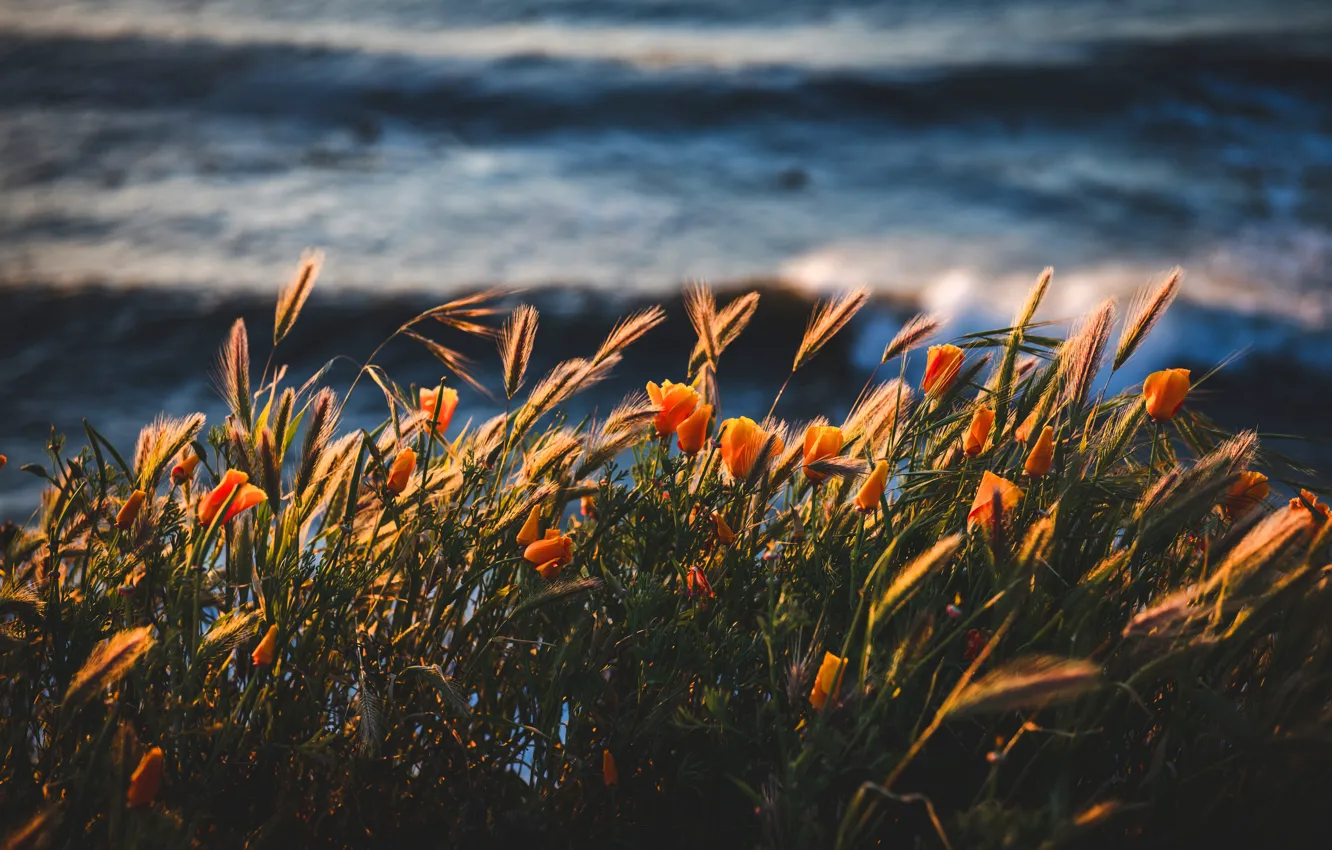 Фото обои лето, цветы, берег, колосья, водоем, эшшольция