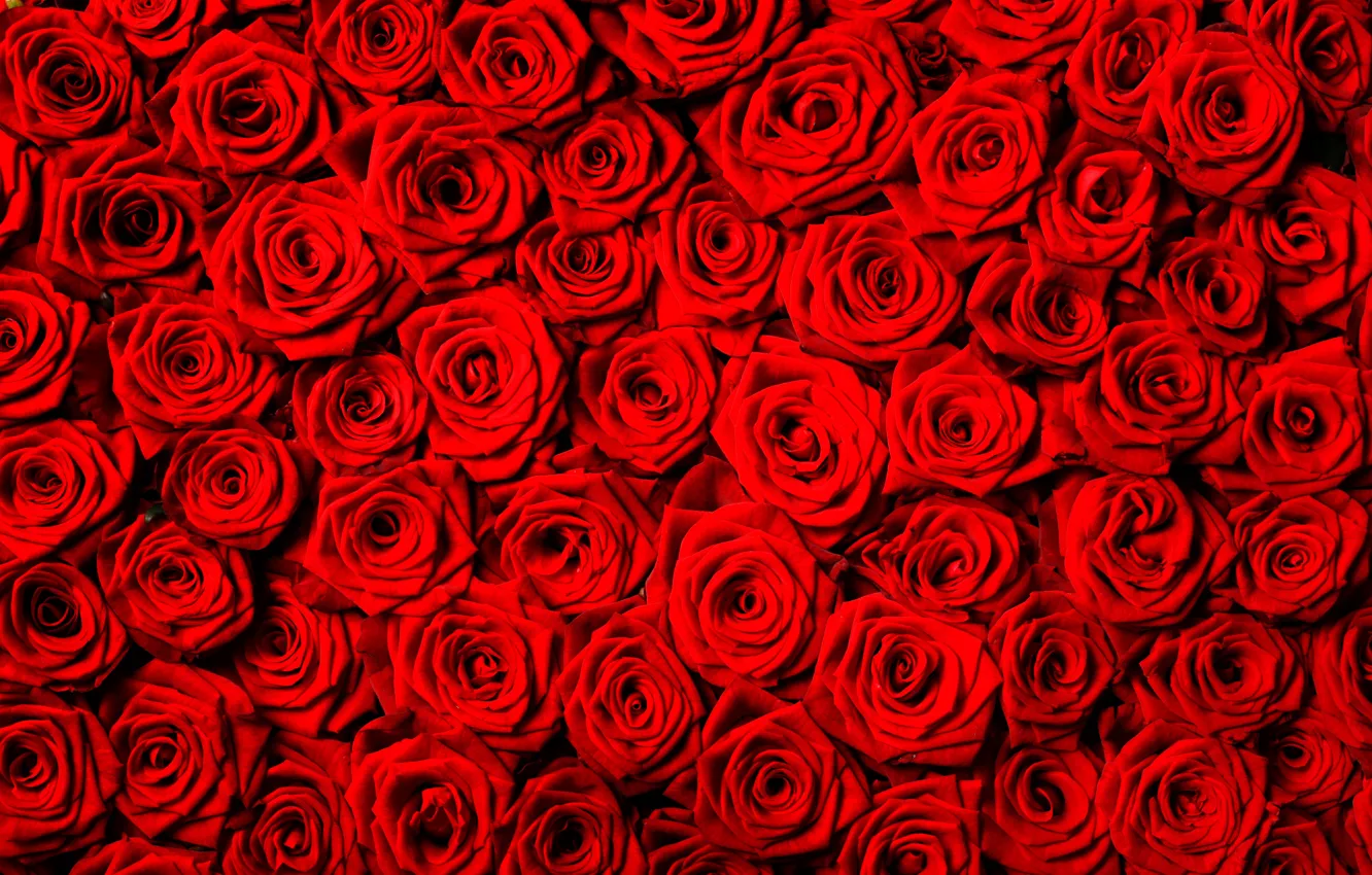Фото обои цветы, фон, розы, текстура, красные