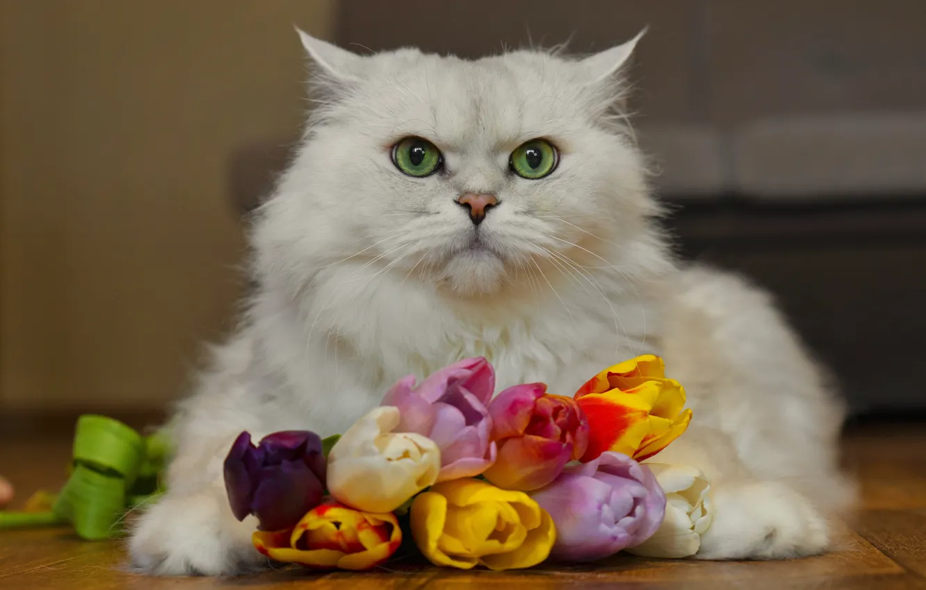Фото обои цветы, Кот, тюльпаны, британец
