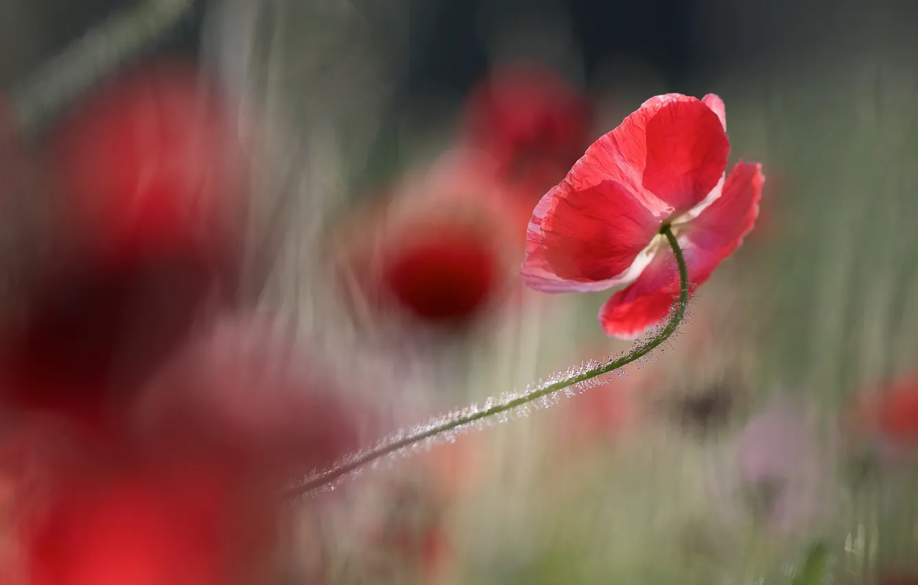 Фото обои свет, цветы, красный, фон, мак, маки, размытие, лепестки