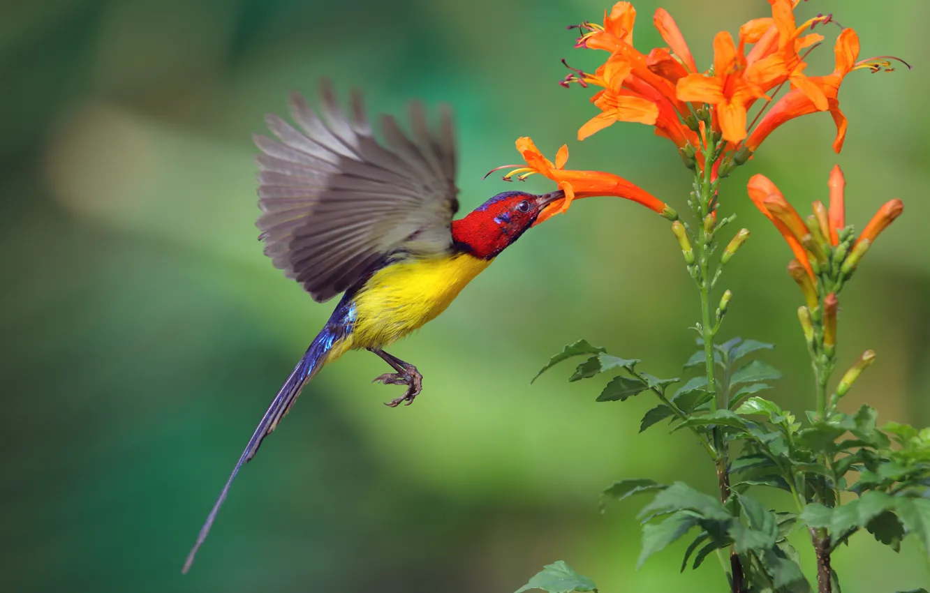 Фото обои цветок, природа, птица, полёт