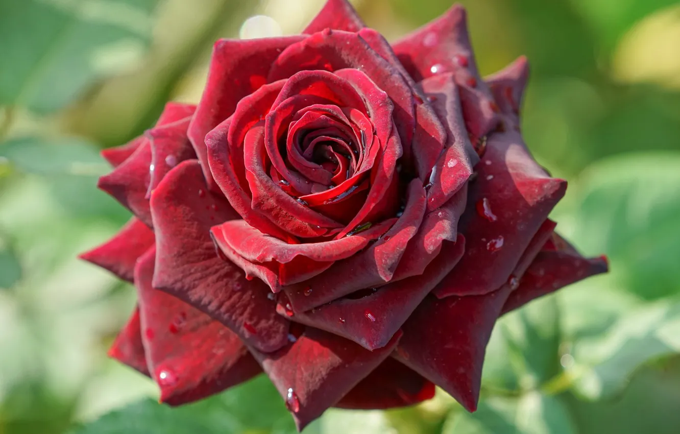 Фото обои крупный план, роза, лепестки, бордовая, бархатная