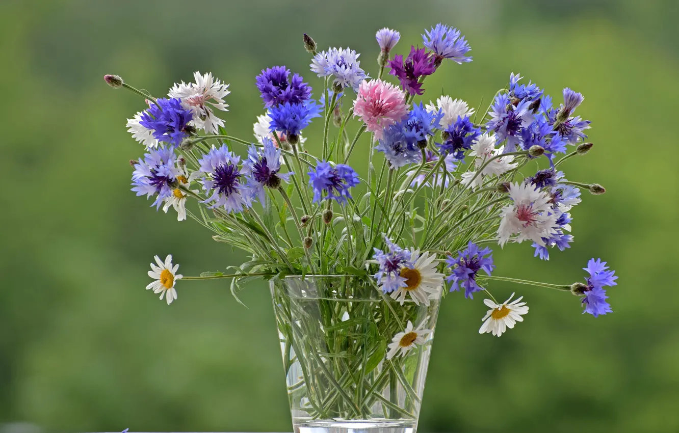Фото обои цветы, стакан, ромашки, букет, разноцветные, полевые, зеленый фон, букетик