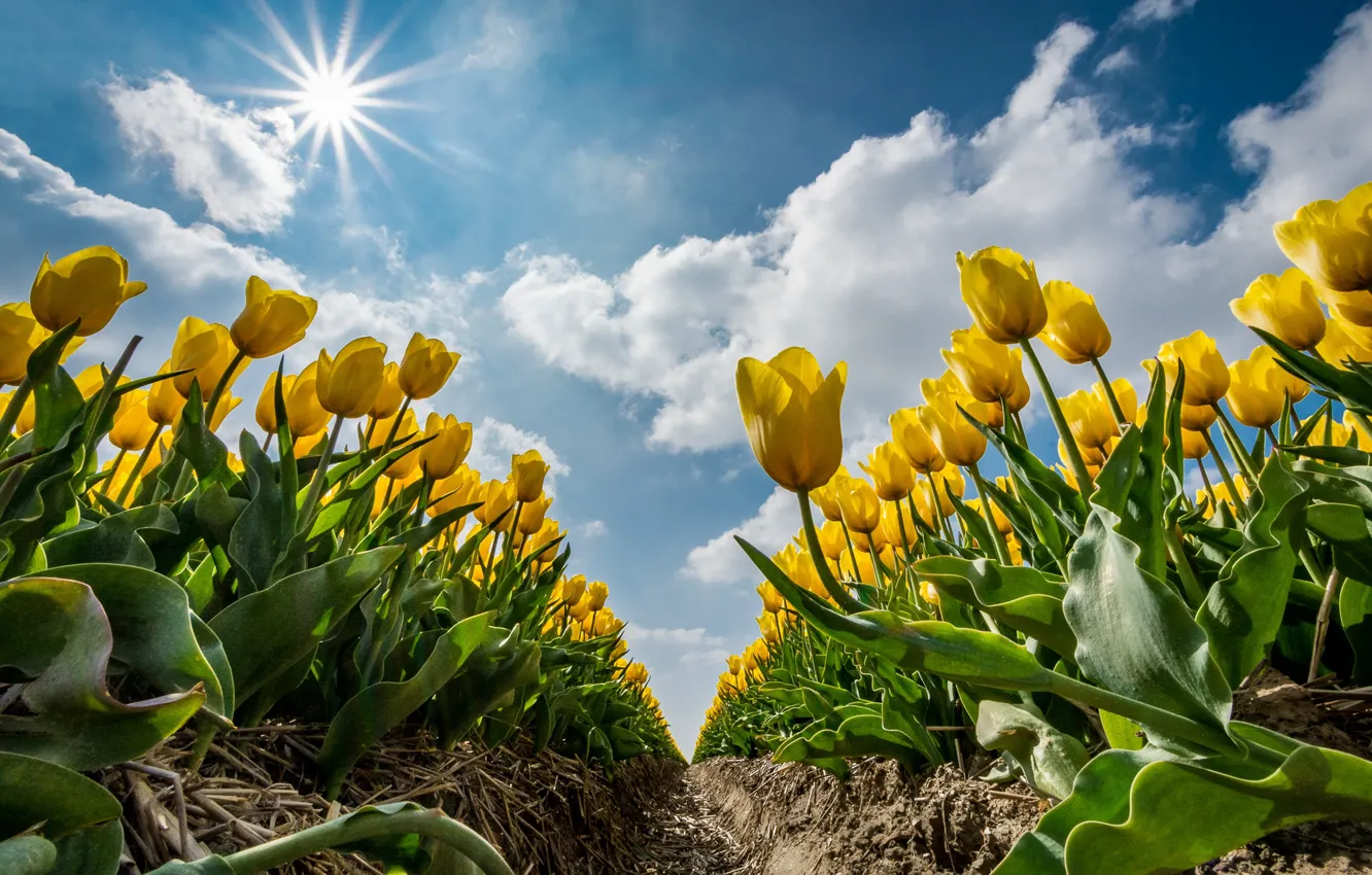 Фото обои лето, солнечно., Желтые тюльпаны