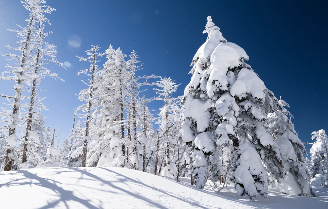 Фото обои зима, снег, деревья, ель, склон