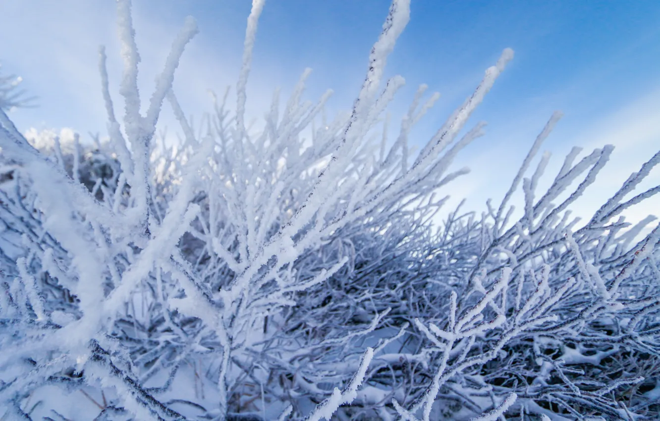 Фото обои зима, снег, деревья, пейзаж, зимний, forest, landscape, nature