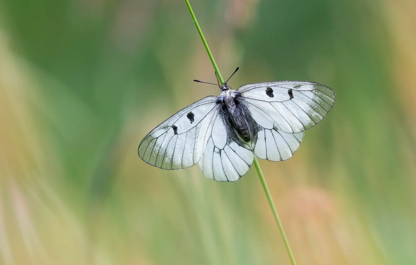 Фото обои макро, бабочка, стебель, насекомое, белая, зеленый фон