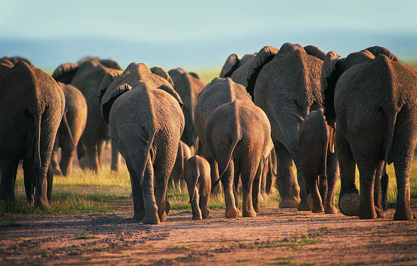 Фото обои животные, пыль, вечер, африка, слоны, дикая природа