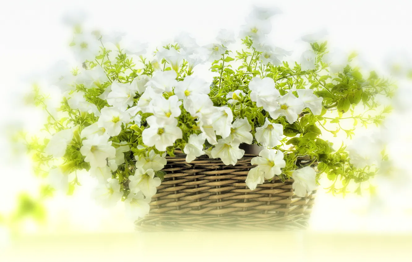 Фото обои цветы, корзина, белые, петунья