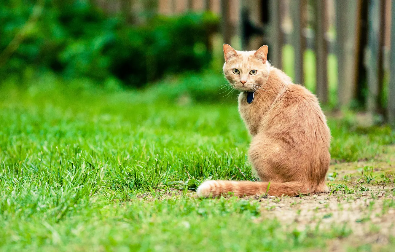 Фото обои кошка, трава, забор, спина, двор, хвост, боке, прямой взгляд