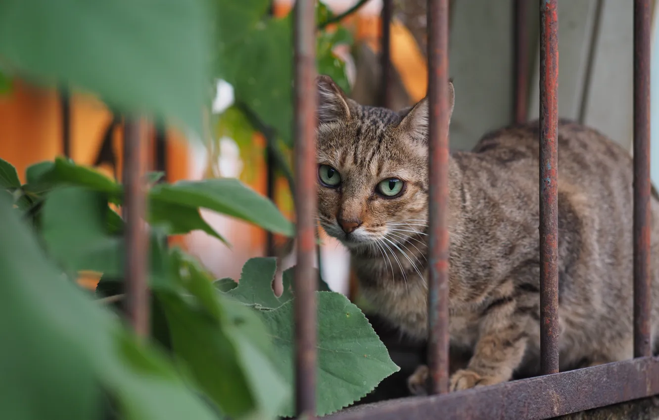 Фото обои кот, взгляд, забор, котэ