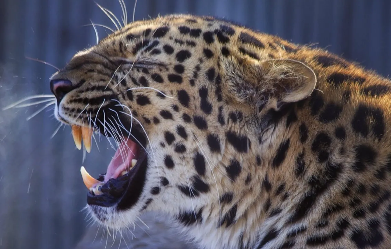 Фото обои leopard, animal, big cat
