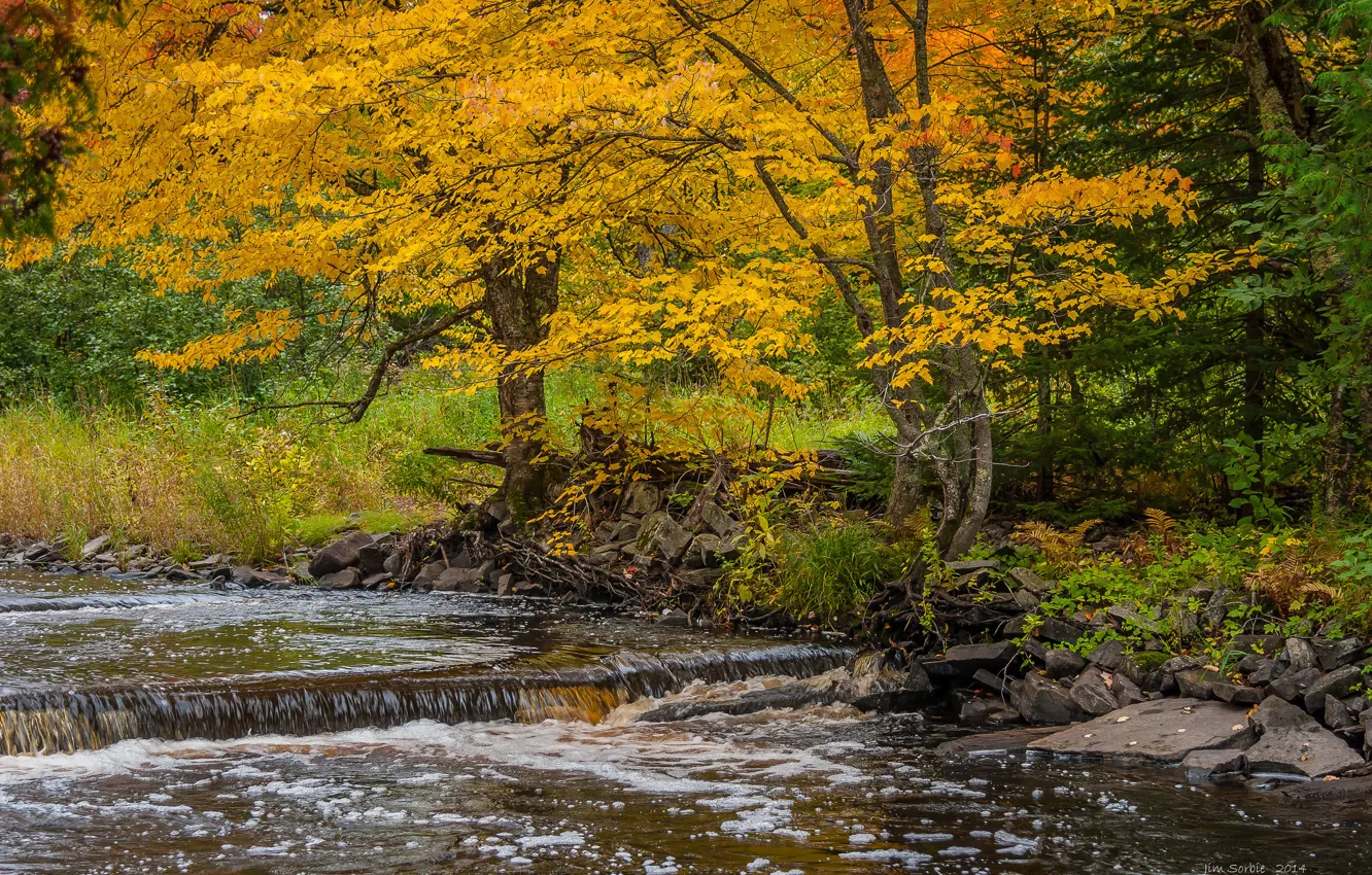 Фото обои осень, лес, деревья, река, камни