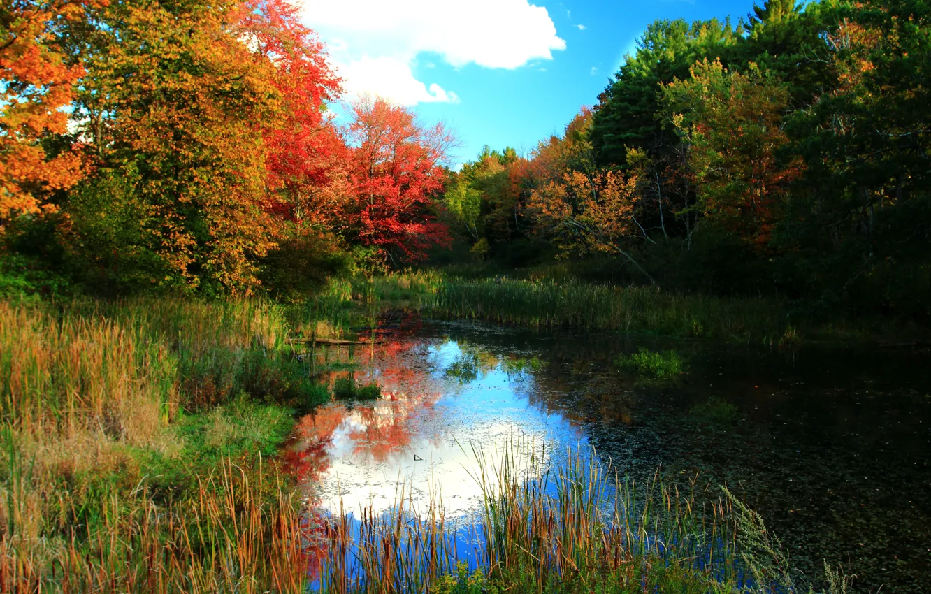Фото обои осень, лес, деревья, природа, пруд, forest, Nature, trees