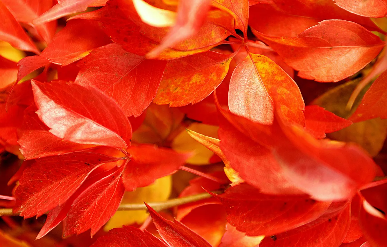 Фото обои осень, листья, красные