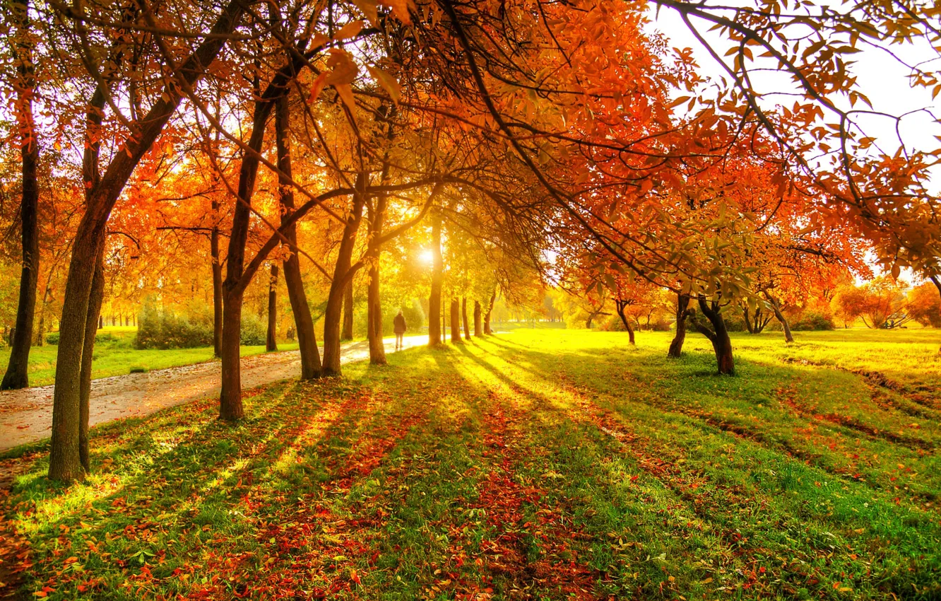Фото обои дорожка, листопад, лучи солнца, осенний парк