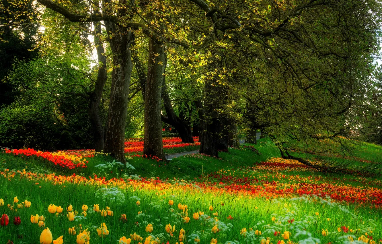 Фото обои трава, деревья, цветы, парк, природа.