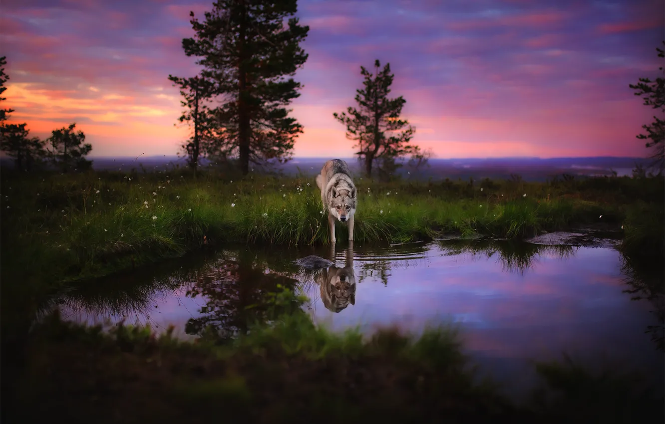 Фото обои природа, отражение, волк, собака, водоем, волчья собака