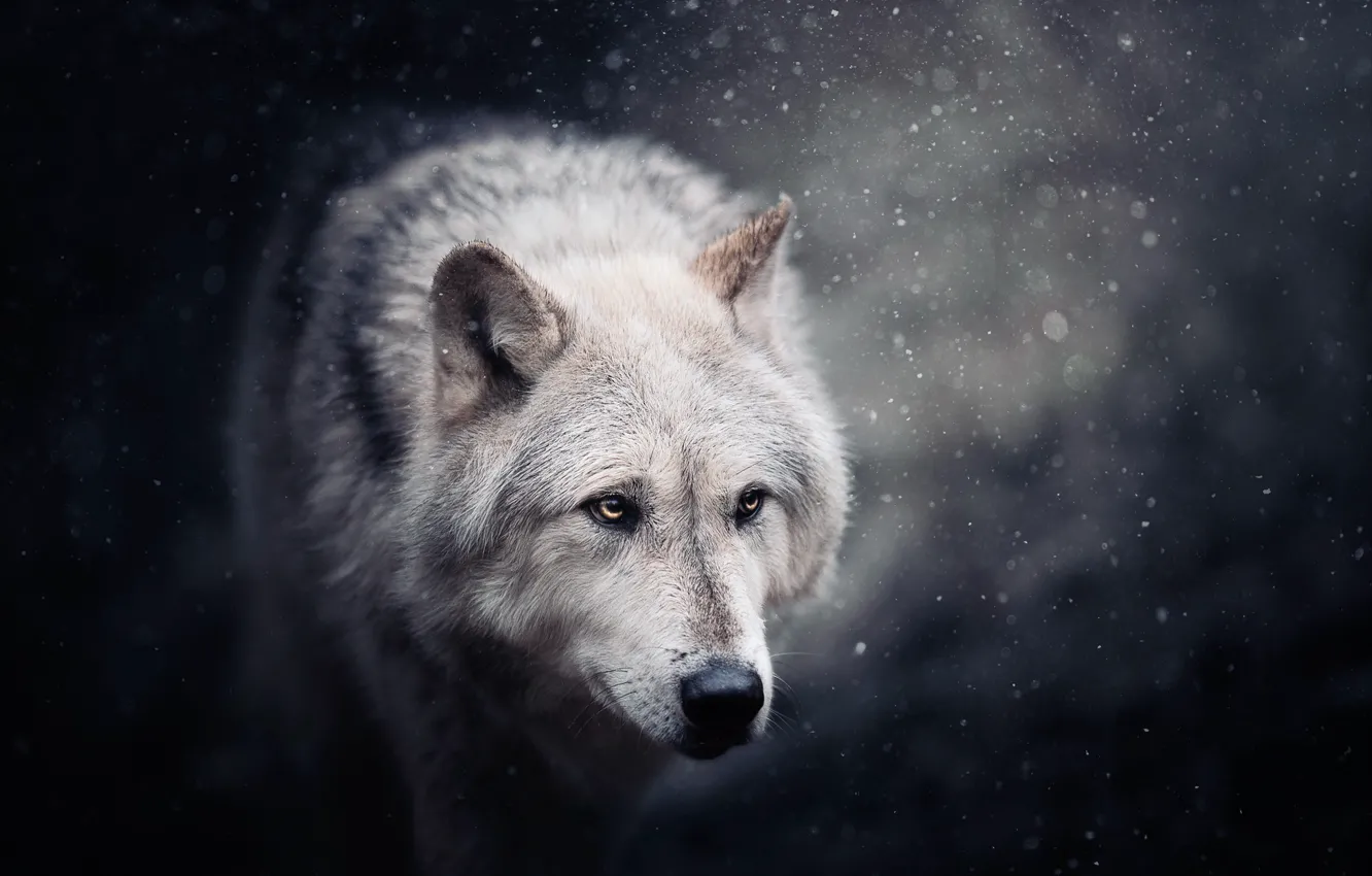 Фото обои морда, снег, волк