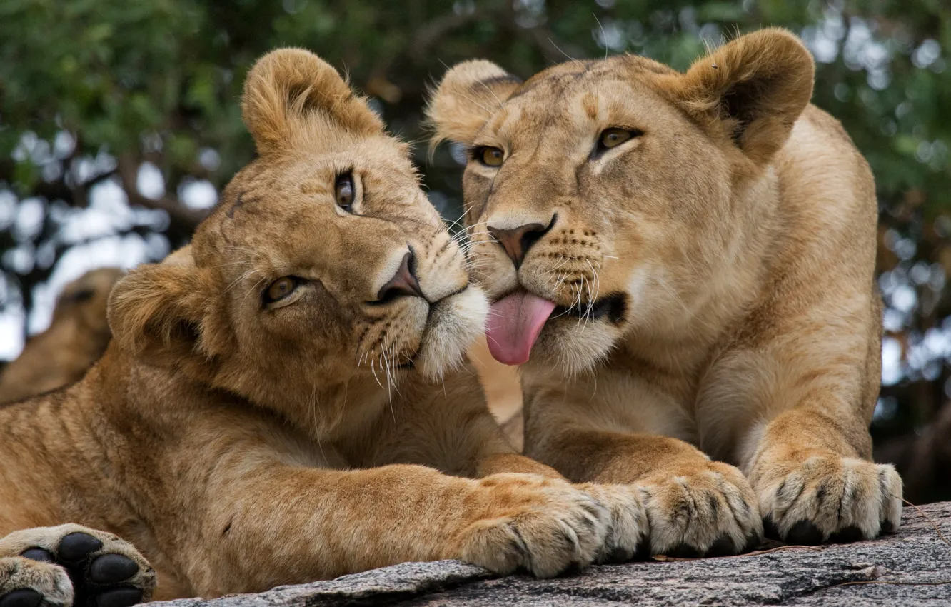 Фото обои животные, природа, звери, хищники, львы, парочка, Андрей Гудков