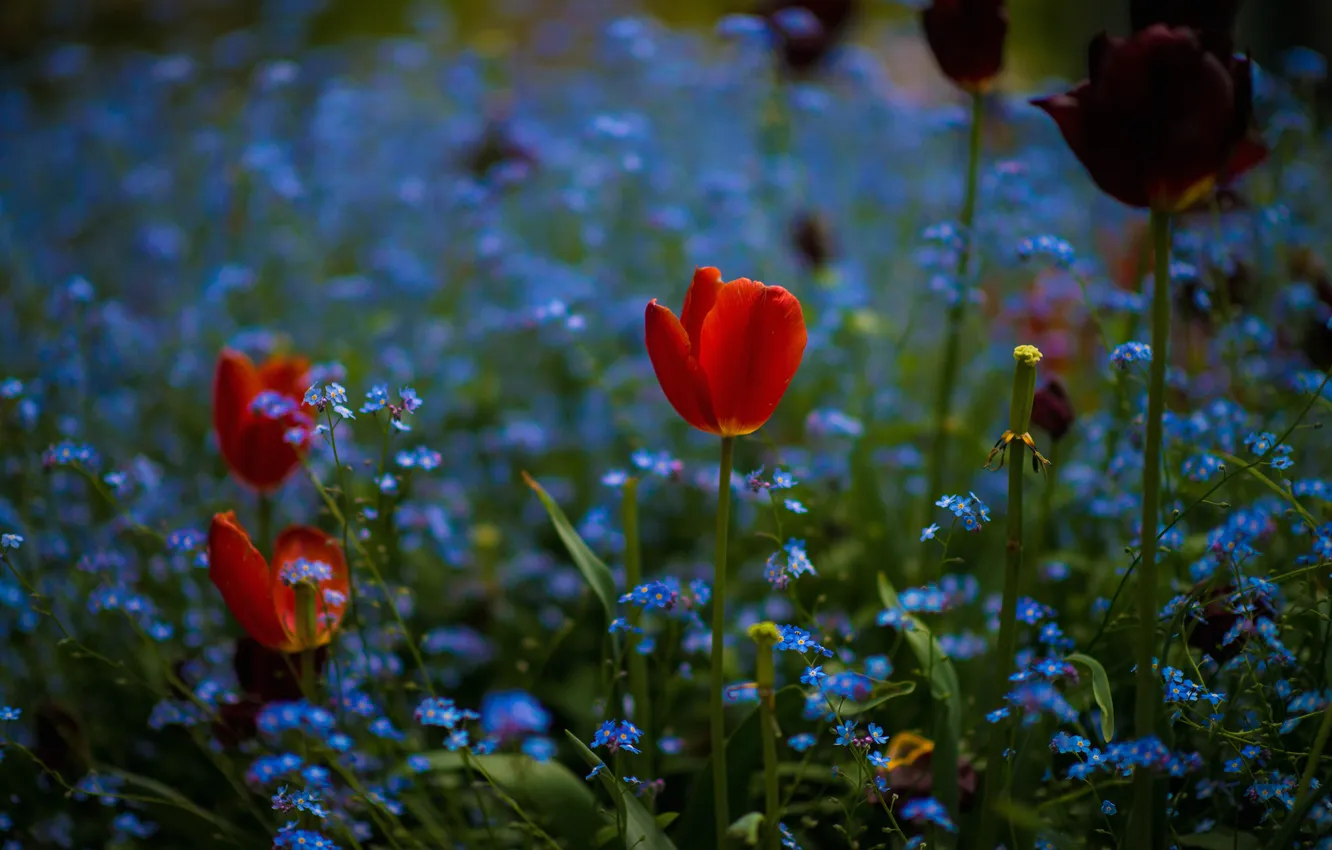 Фото обои поле, цветы, тюльпан, весна, луг