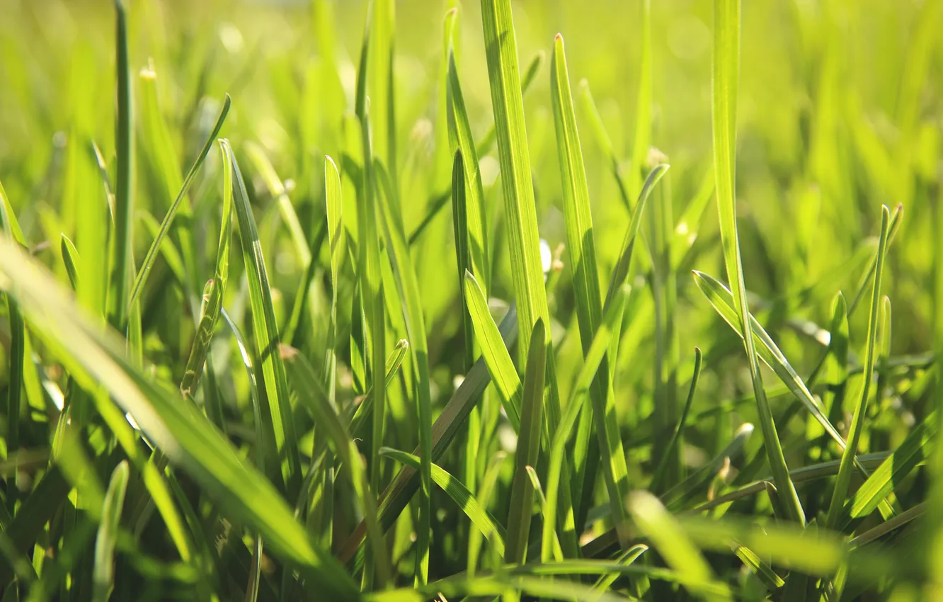 Фото обои зелень, лето, трава, макро, природа