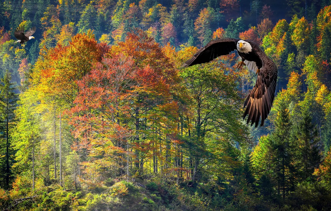 Фото обои осень, лес, полет, рендеринг, белоголовый орлан