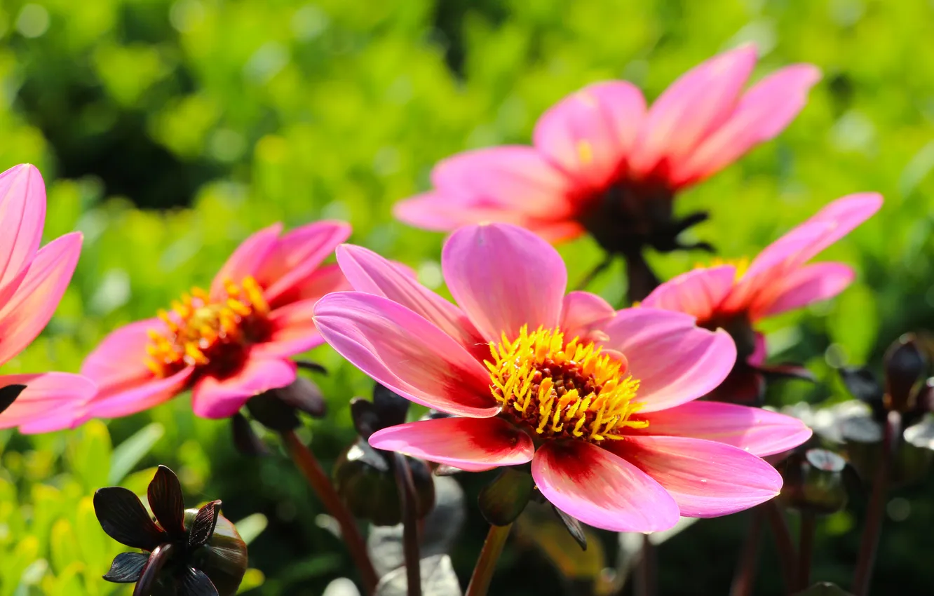 Фото обои garden, blooming, dahlia