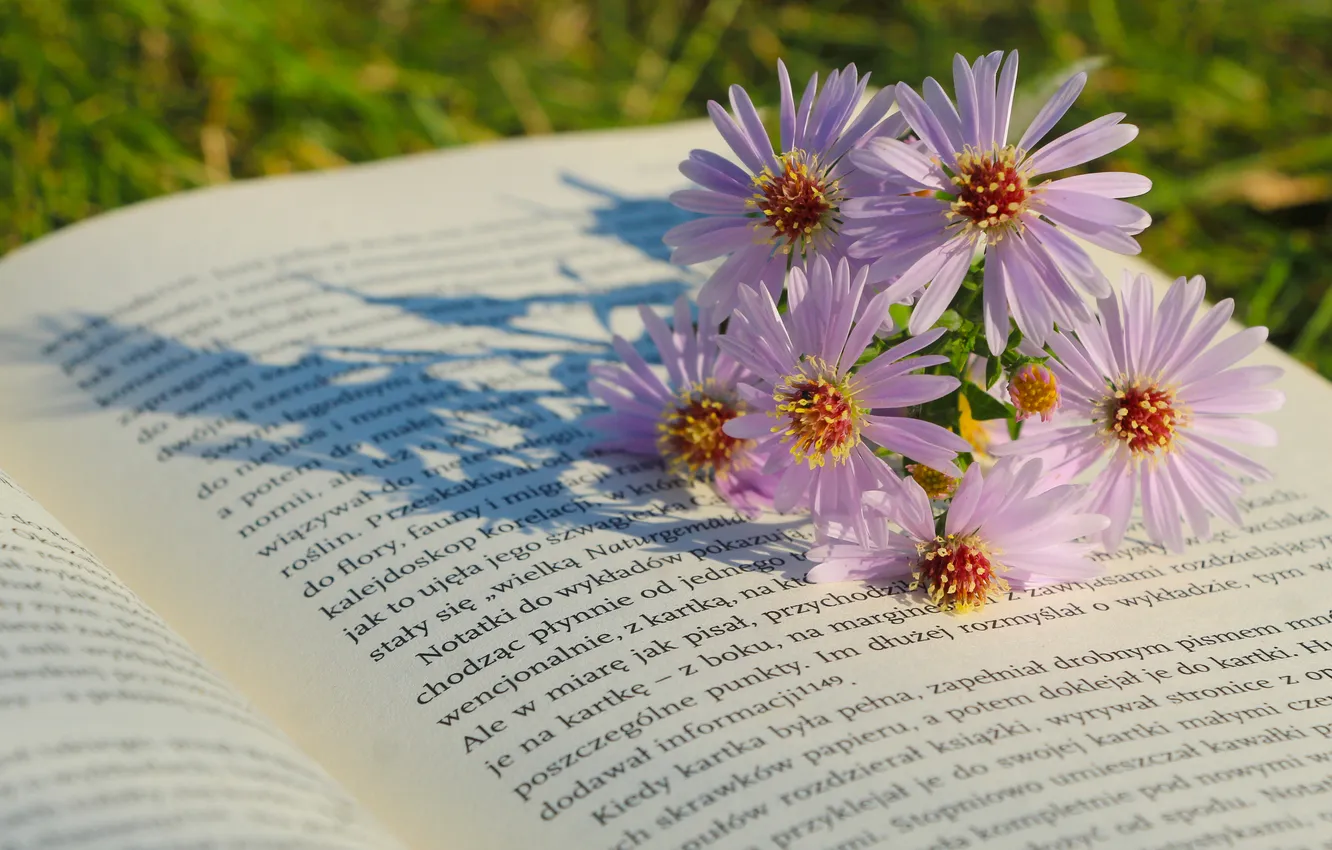 Фото обои flower, book, aster