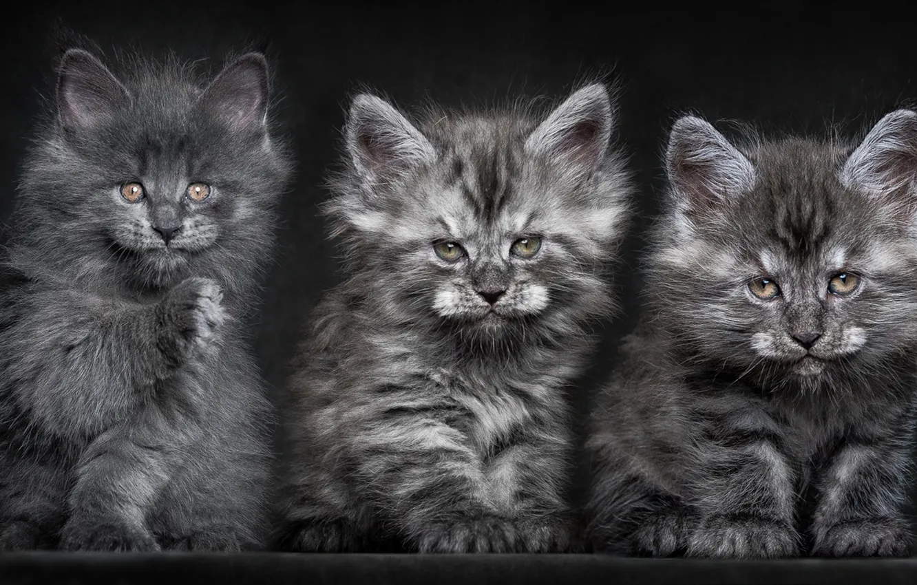 Фото обои кошки, Котята, пушистые, серые, троица, Мейн-куны