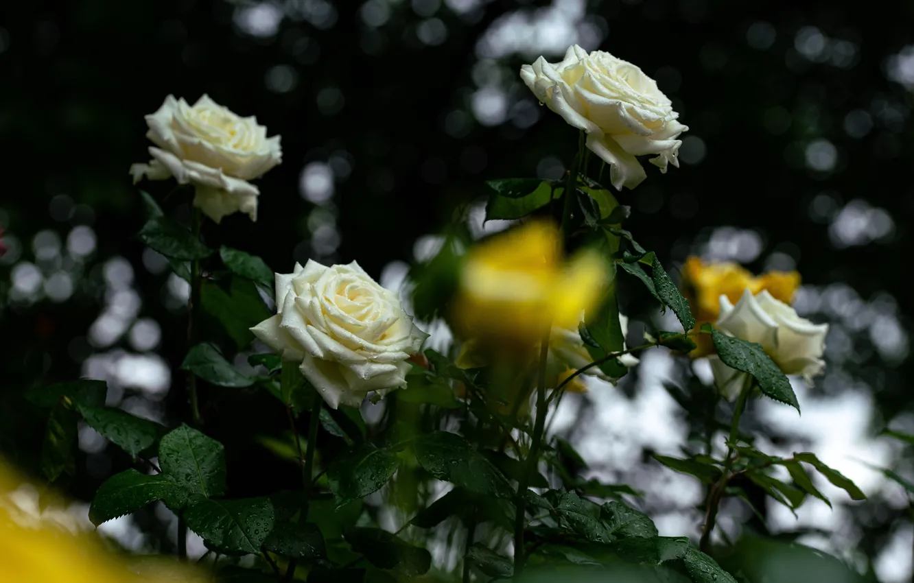 Фото обои листья, капли, темный фон, розы, сад, белые, боке, розовый куст